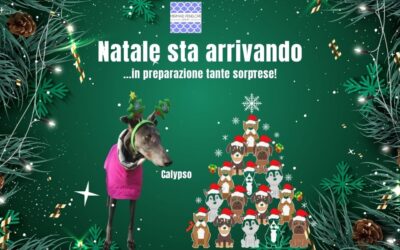 Siamo quasi arrivati a Natale…